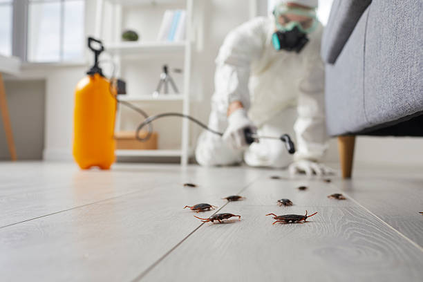 Commercial Rodent Management in Meriden
